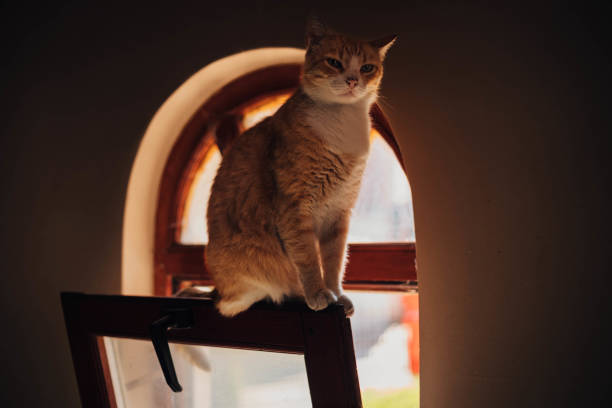 Cat portrait low angle in a room