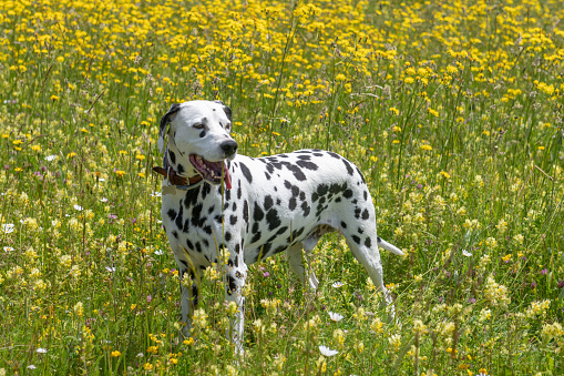 Dog in field portrait, mouth open, looking away