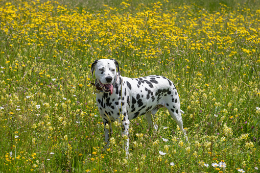dalmatian dog playing on meadow