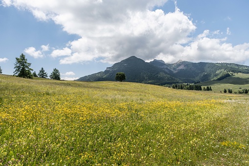 Montain Bondone , Trentino , Italy