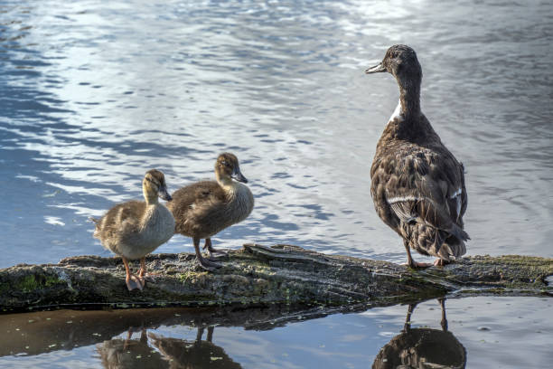 istock Proud Duck sitting with her two cute ducklings 1589769326