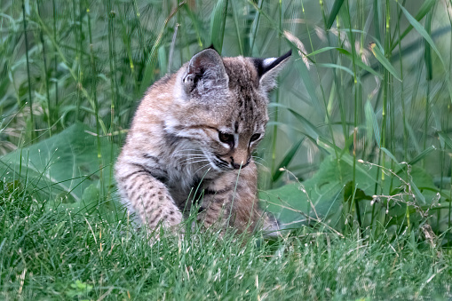 Bobcat (red lynx) baby kitten looking for voles, learning to hunt in Colorado in western USA of North America