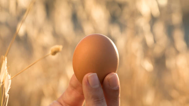 istock Free Range Brown Egg - A Fresh Business Concept in a Background of Natural Range 1589791358