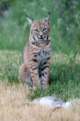 Bobcat (red lynx) with caught rabbit in Colorado in western USA of North America