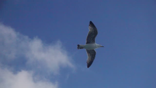 Seagull with spread wings flys against the blue sky