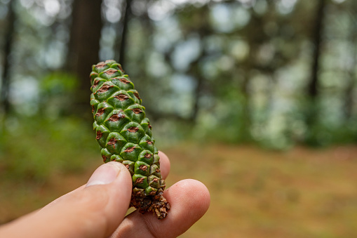 Three pine cones on a pure white background