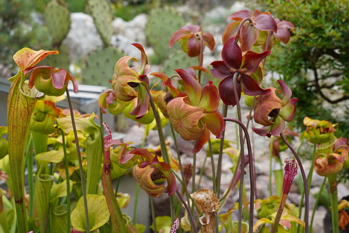 Flowers of carnivorous plant pitcher, commonly called trumpet pitcher in Latin known as sarracenia flava growing in a botanical garden.