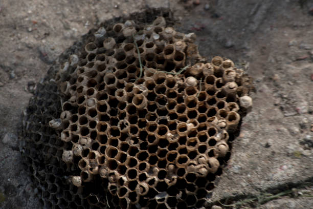 Studio close-up of a honey-comb metal panel, light-weight, sturdy and flexible.