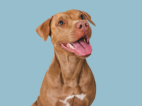 Cute brown dog that smiles. Isolated background