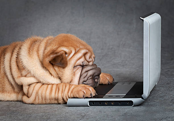 Sharpei puppy dog with DVD player Sharpei puppy dog  has a nap near DVD player . mini shar pei puppies stock pictures, royalty-free photos & images