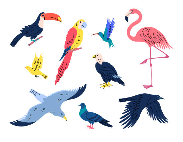 Cartoon Color Different Flying Birds Set. Vector Cartoon Color Different Flying Birds Set Concept Flat Design Style Include of Toucan, Parrot and Pigeon. Vector illustration pics for toucan flying stock illustrations