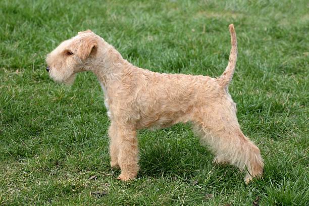 istock Puppy in the garden 158983774