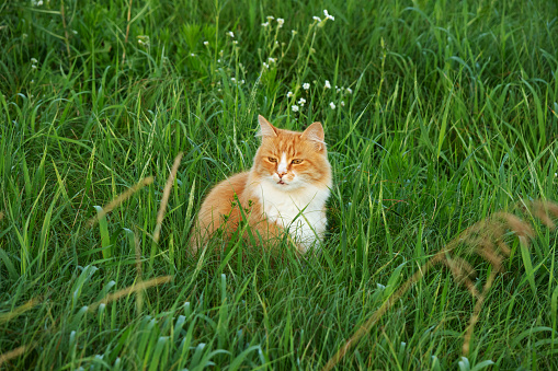 Red-haired cat sits in green grass for a walk on a summer day