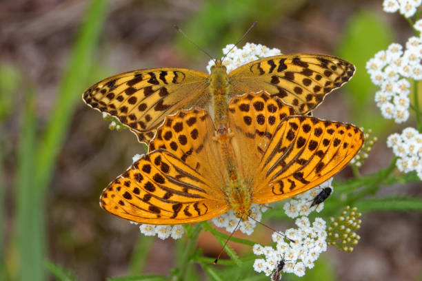 istock Mating silver-washed fritillarys on yarrow flowers. 1589851271