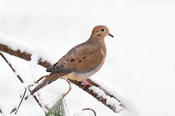 Mourning Dove in Snow Mourning Dove (Zenaida macroura) on a branch in snow  in winter zenaida dove stock pictures, royalty-free photos & images
