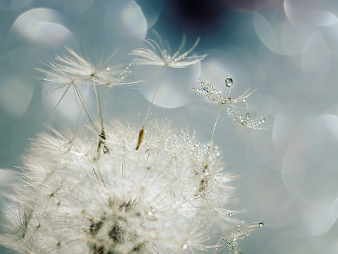 Closeup of white fluffy dandelion with drops on natural gray background, defocus light, bokeh