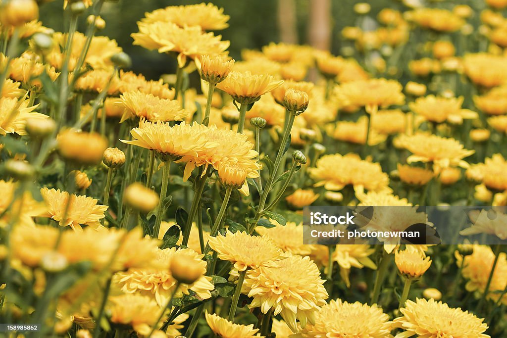 Belles fleurs de chrysanthème jaune - Photo de Beauté de la nature libre de droits
