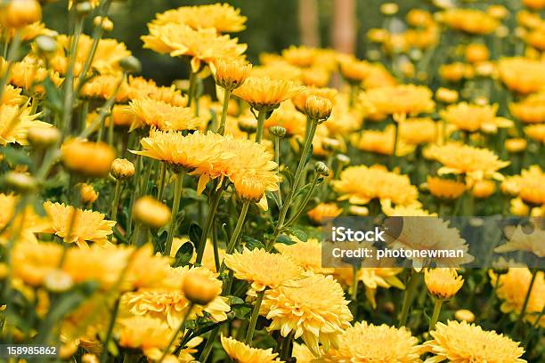 Bonito Crisântemo Amarelo Flores - Fotografias de stock e mais imagens de Amarelo - Amarelo, Ao Ar Livre, Beleza natural