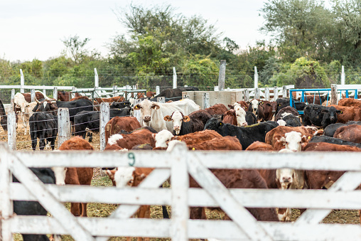 animals cows in pens eating their feed