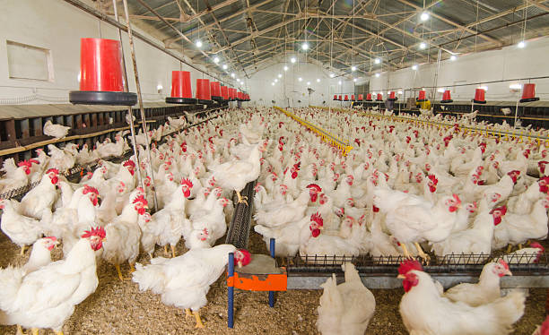 chicken farm - geflügelfleisch stock-fotos und bilder