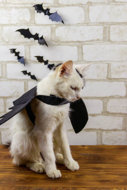 istock Beautiful cat wearing in Halloween bat costume 1589868486