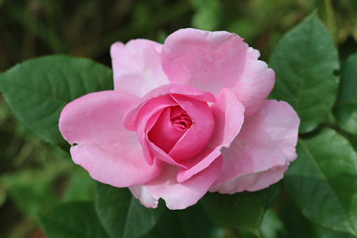 Pink rose surrounded by green, lush garden bushes.