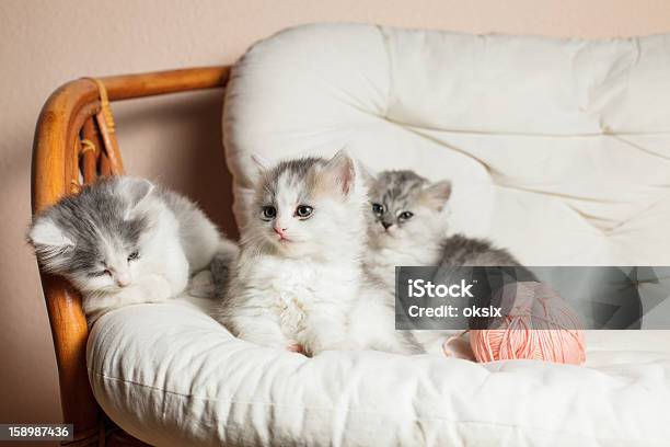 3개의 회색 Kittens 가축에 대한 스톡 사진 및 기타 이미지 - 가축, 고양이 새끼, 고양잇과