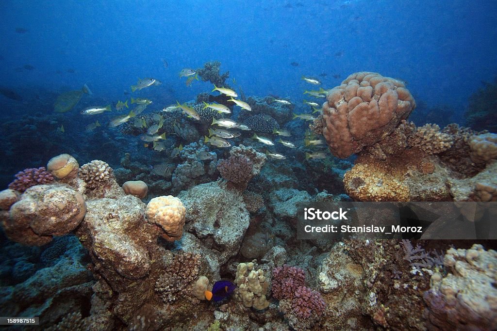 Mar Vermelho - Foto de stock de Animal royalty-free