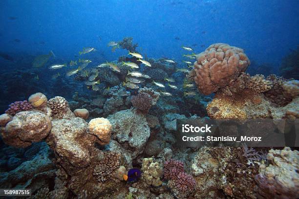 Mar Vermelho - Fotografias de stock e mais imagens de Animal - Animal, Anémona - Cnidário, Ao Ar Livre