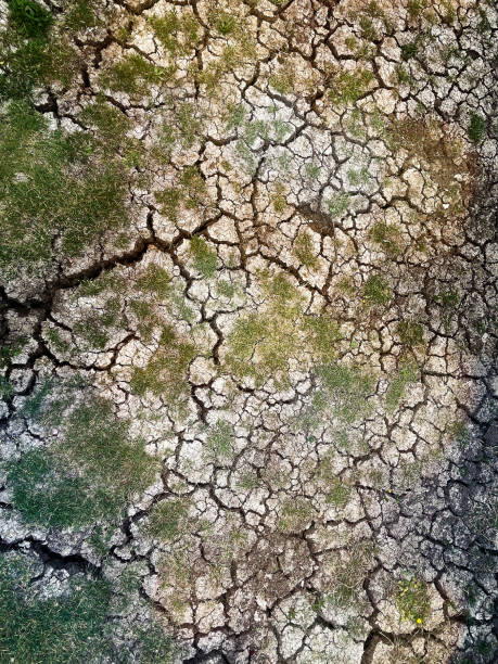 Cracked Earth with Resilient Sprouts isolated top view