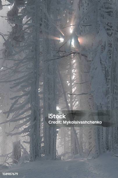 Fantastisches Winter Stockfoto und mehr Bilder von Baum - Baum, Bildeffekt, Bildkomposition und Technik