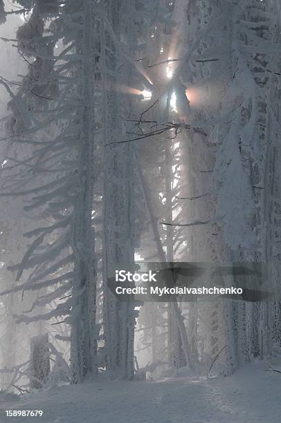 Fantástico Inverno - Fotografias de stock e mais imagens de Abeto - Abeto, Ao Ar Livre, Azul