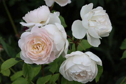 Close up of white roses on a garden bush