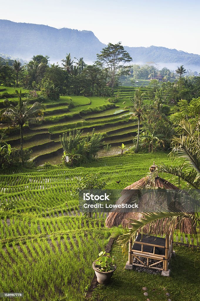 Bali Rice Terraces Some of the most beautiful and dramatic rice fields in all of Bali can be found in the the Sidemen Valley in the eastern part of the island. Agricultural Field Stock Photo