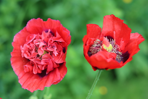 Close up of bright red poppies in sunshine