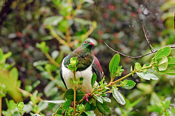 istock Wild Bird in Forest Habitat 158987913