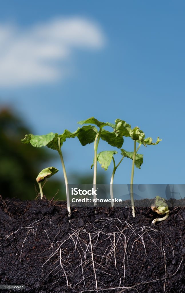 Rooted Growing Background Growing Plant With Underground Root Visible On Sky Nature Background ...