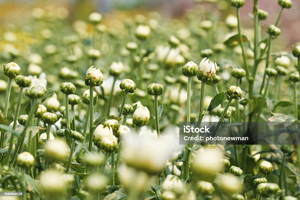 Crisantemo Flores hermosas - Foto de stock de Aire libre libre de derechos