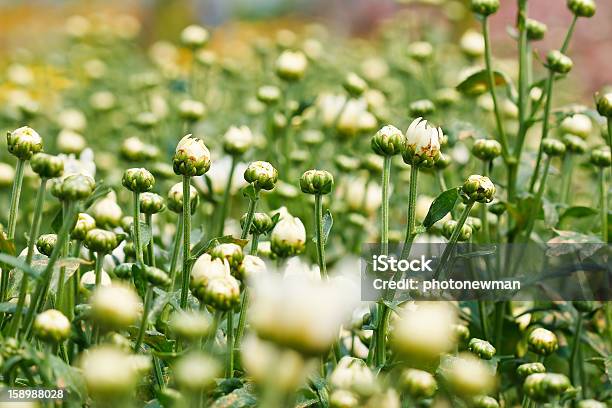 Crisantemo Flores Hermosas Foto de stock y más banco de imágenes de Aire libre - Aire libre, Amarillo - Color, Belleza de la naturaleza