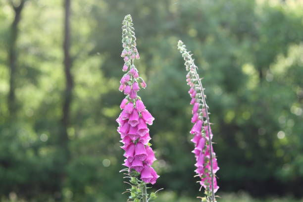 istock Tall pink foxgloves in the countryside 1589881592