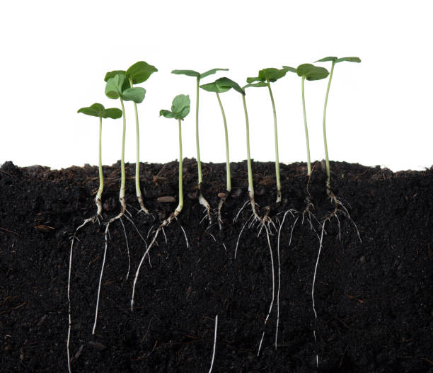 istock Growing plant with underground root visible,on white background 1589881594