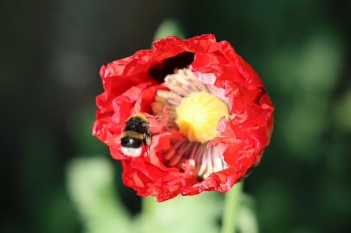 Close up of a bright red poppy in sunshine with a bumblebee