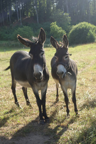 istock Two donkeys in a paddock in the countryside 1589891424