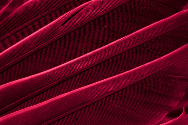 istock red feather pigeon macro photo. texture or background 1589893094