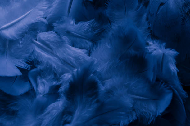 istock blue feather pigeon macro photo. texture or background 1589893111