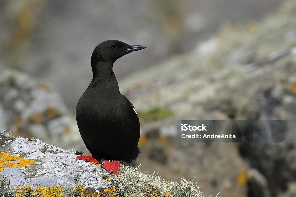 Black Guillemot - Zbiór zdjęć royalty-free (Bez ludzi)