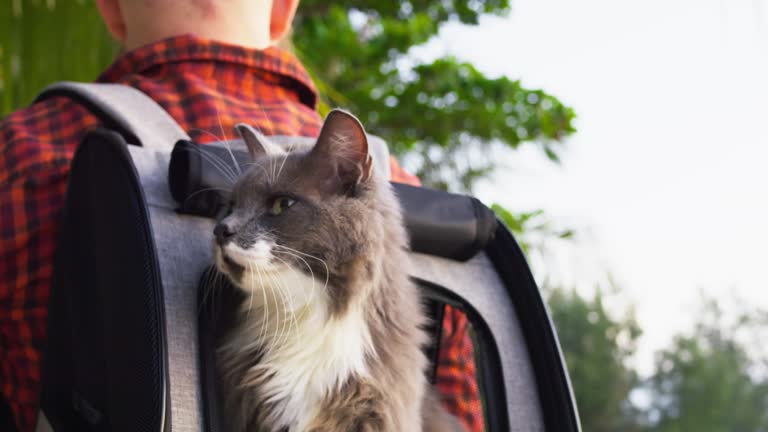 Cat peeks out of backpack on the owner's back. Cinematic shot of man travels with his cat around the world with backpack. Travel with your pet in backpack on your shoulders and spend time together.