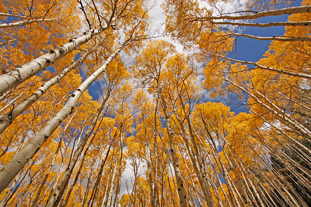 istock Autumn colored aspen trees, Rocky Mountains, Colorado 158989445