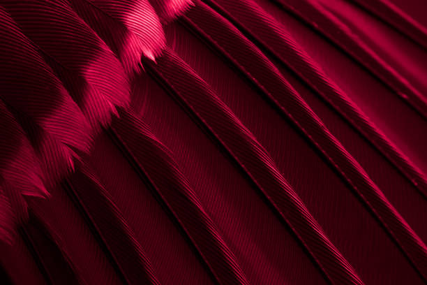 istock red feather tit macro photo. texture or background 1589895878