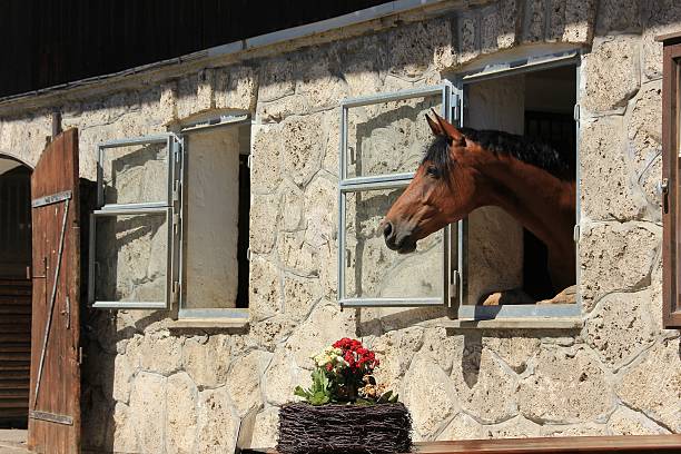 Horse looks out the window at a riding stables in bavaria